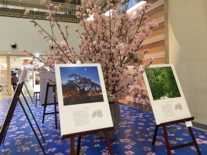 20200326 郡山市　エスパル花写真展_200326_0003